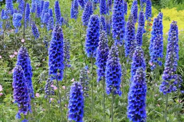 Perennial plant with blue flowers