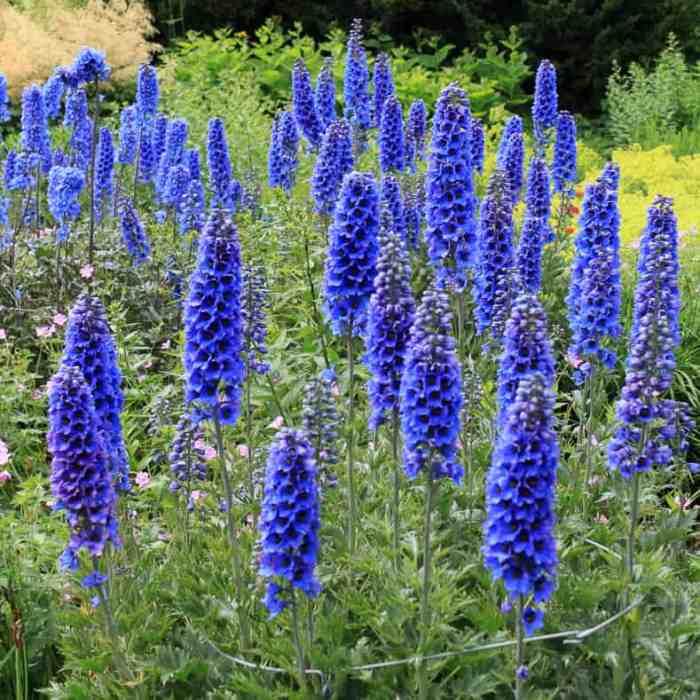 Perennial plant with blue flowers