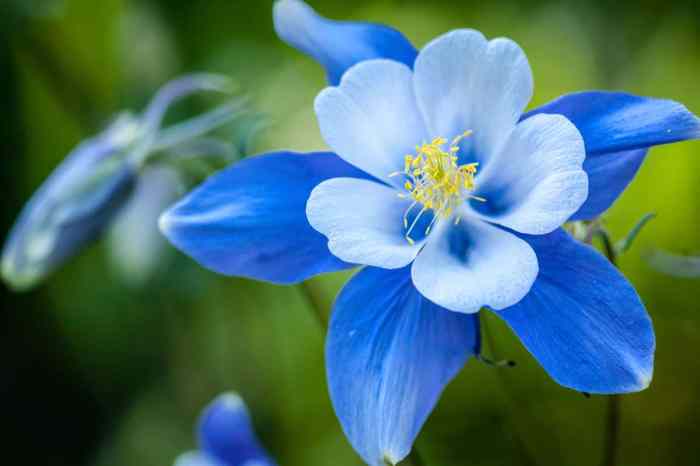 Perennial plant with blue flowers